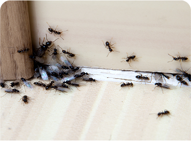 Ants & Spiders