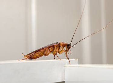 Roaches