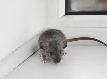 Mice & Rats