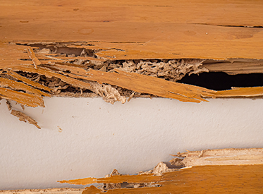 Termites