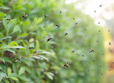 Mosquitos